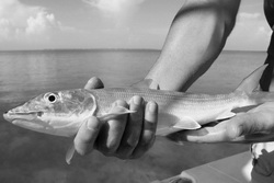 Turks and Caicos bonefishing where fly fishermen love to catch bonefish.