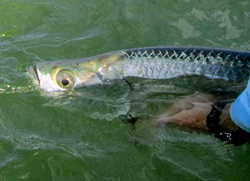 Tarpon catch and release in the Turks and Caicos Islands