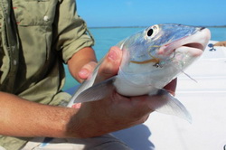 Bonefish on the fly on fishing flats in the Turks and Caicos Islands
