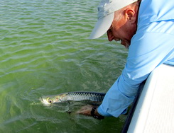 Releasing tarpon while flyfishing the flats of the Turks and Caicos